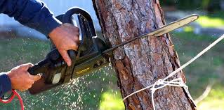 Professional Tree Care in Plattsmouth, NE