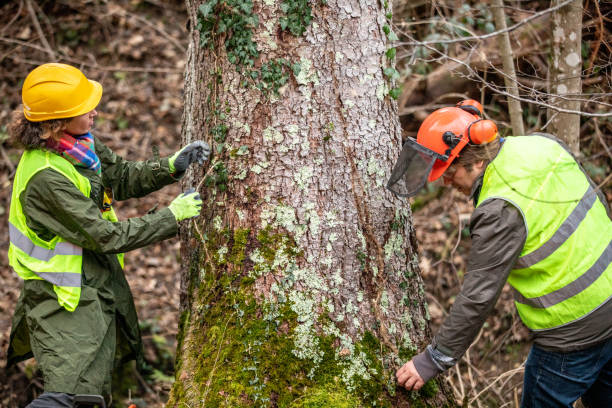 Best Tree Preservation Services  in Plattsmouth, NE