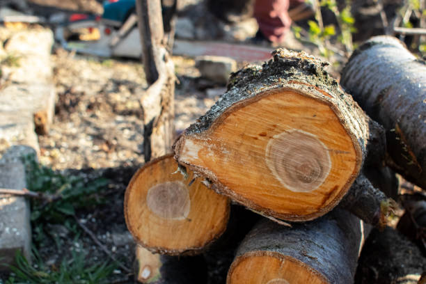 Best Firewood Processing and Delivery  in Plattsmouth, NE