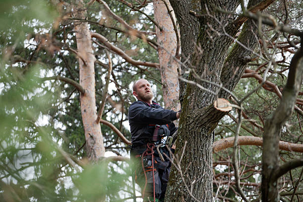 How Our Tree Care Process Works  in  Plattsmouth, NE