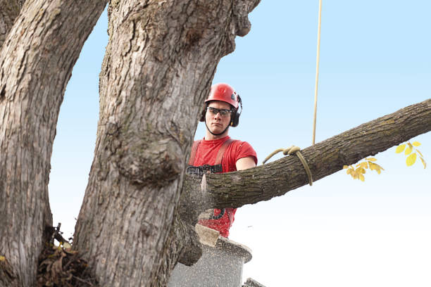 Best Root Management and Removal  in Plattsmouth, NE